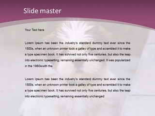 Pet Playful Apso PowerPoint Template
