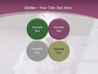 Pet Playful Apso PowerPoint Template