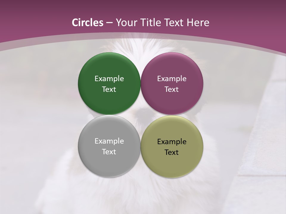 Pet Playful Apso PowerPoint Template