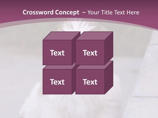 Pet Playful Apso PowerPoint Template