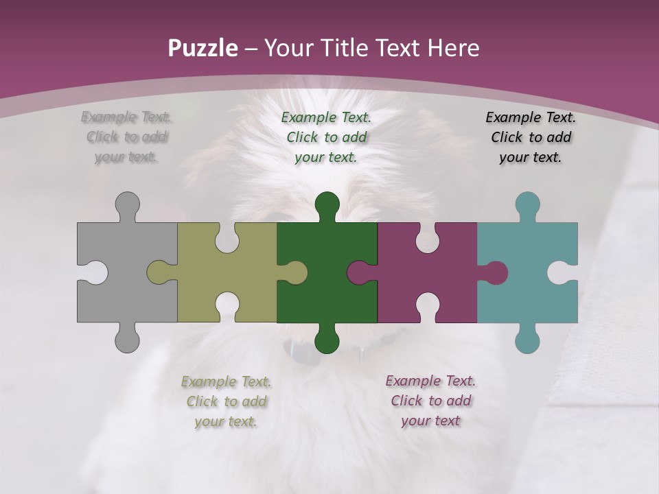 Pet Playful Apso PowerPoint Template