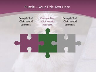 Pet Playful Apso PowerPoint Template