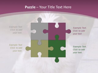 Pet Playful Apso PowerPoint Template