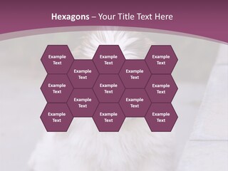 Pet Playful Apso PowerPoint Template