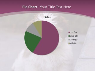 Pet Playful Apso PowerPoint Template