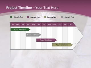 Pet Playful Apso PowerPoint Template