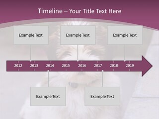 Pet Playful Apso PowerPoint Template