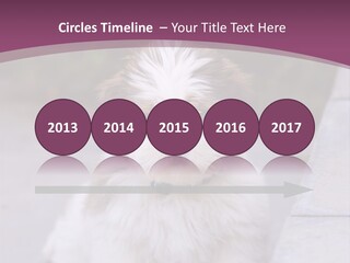 Pet Playful Apso PowerPoint Template