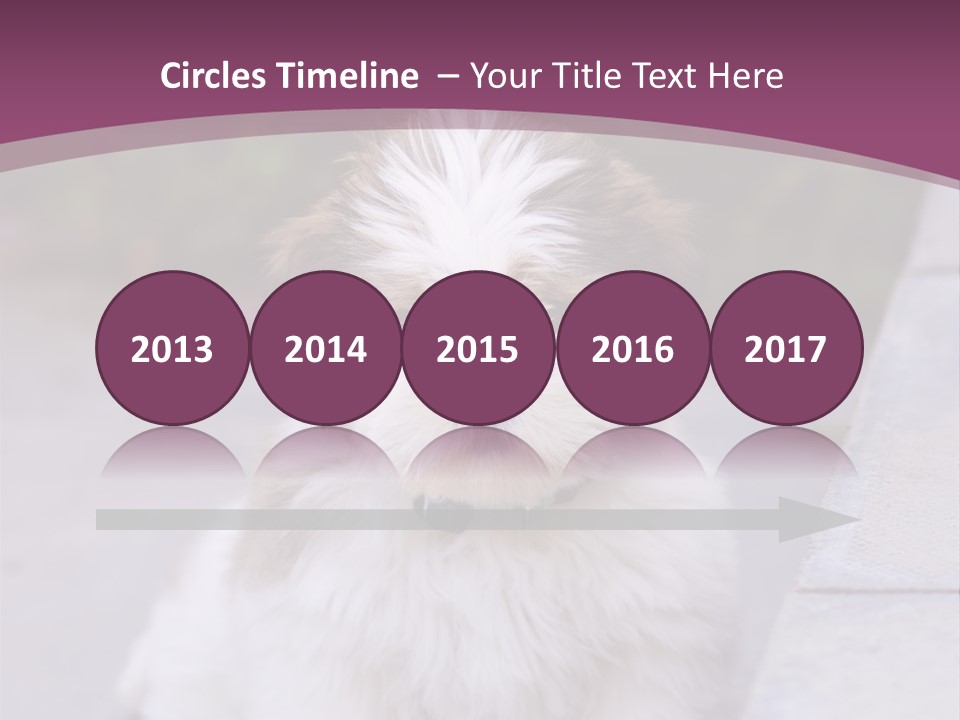 Pet Playful Apso PowerPoint Template