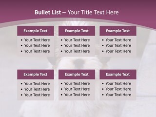 Pet Playful Apso PowerPoint Template