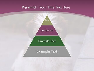 Pet Playful Apso PowerPoint Template