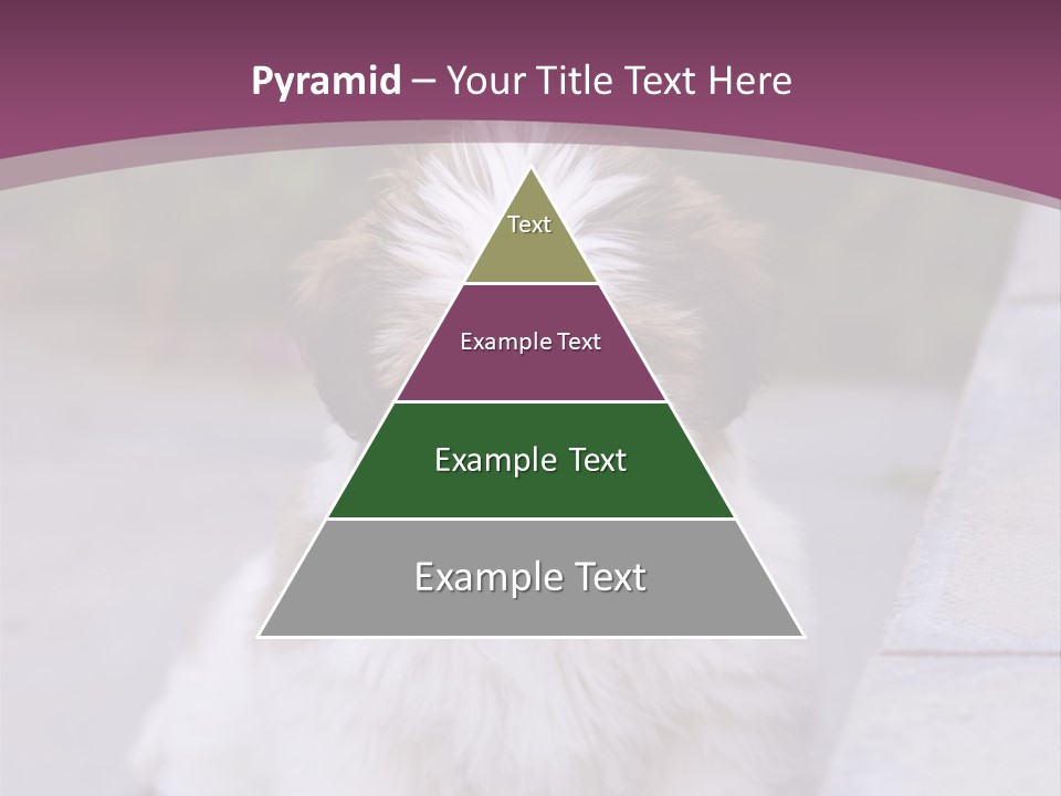 Pet Playful Apso PowerPoint Template