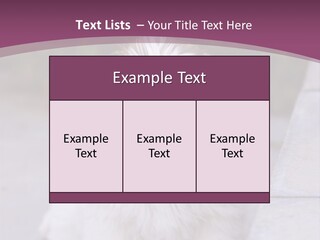 Pet Playful Apso PowerPoint Template