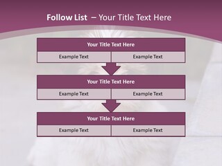 Pet Playful Apso PowerPoint Template