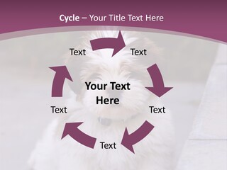 Pet Playful Apso PowerPoint Template