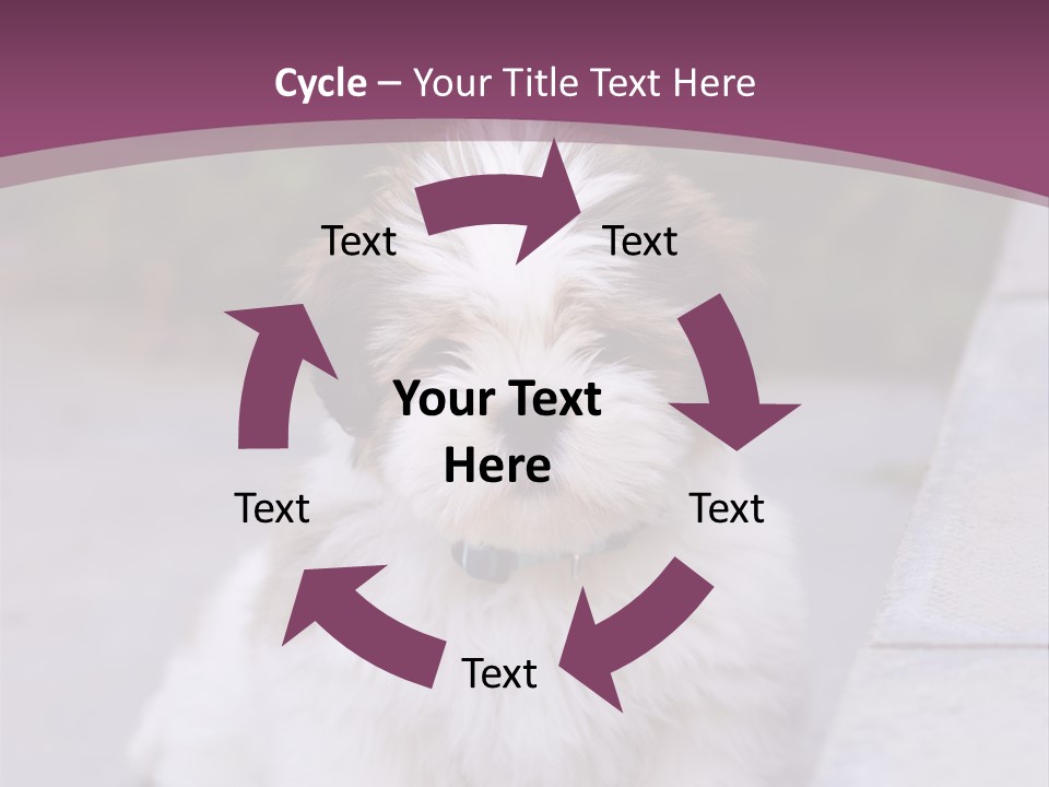 Pet Playful Apso PowerPoint Template