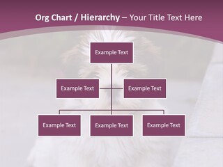 Pet Playful Apso PowerPoint Template