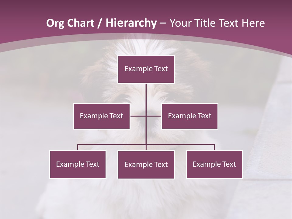 Pet Playful Apso PowerPoint Template