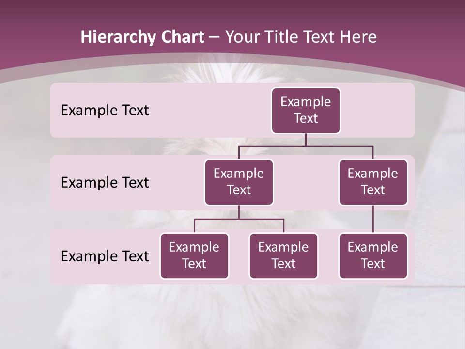 Pet Playful Apso PowerPoint Template