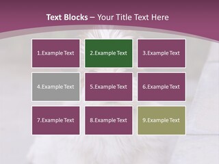 Pet Playful Apso PowerPoint Template