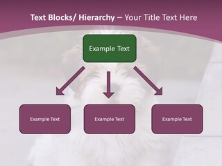 Pet Playful Apso PowerPoint Template