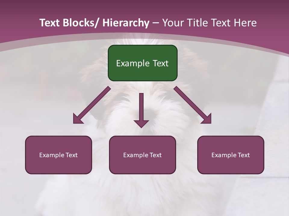 Pet Playful Apso PowerPoint Template