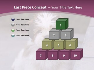 Pet Playful Apso PowerPoint Template