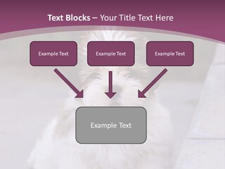 Pet Playful Apso PowerPoint Template