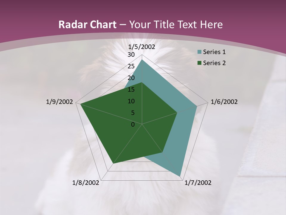 Pet Playful Apso PowerPoint Template