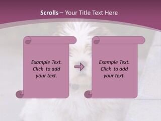 Pet Playful Apso PowerPoint Template