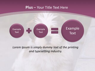 Pet Playful Apso PowerPoint Template