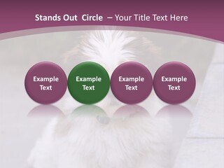 Pet Playful Apso PowerPoint Template