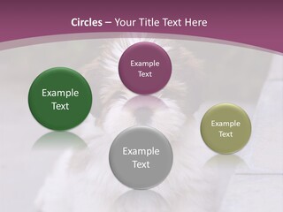 Pet Playful Apso PowerPoint Template