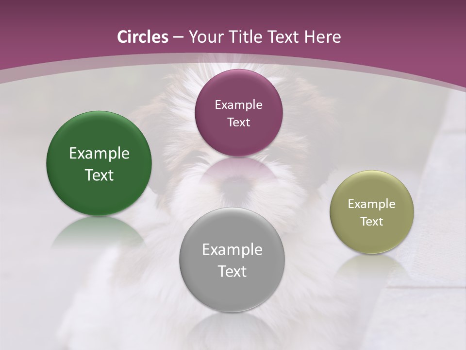 Pet Playful Apso PowerPoint Template