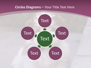 Pet Playful Apso PowerPoint Template