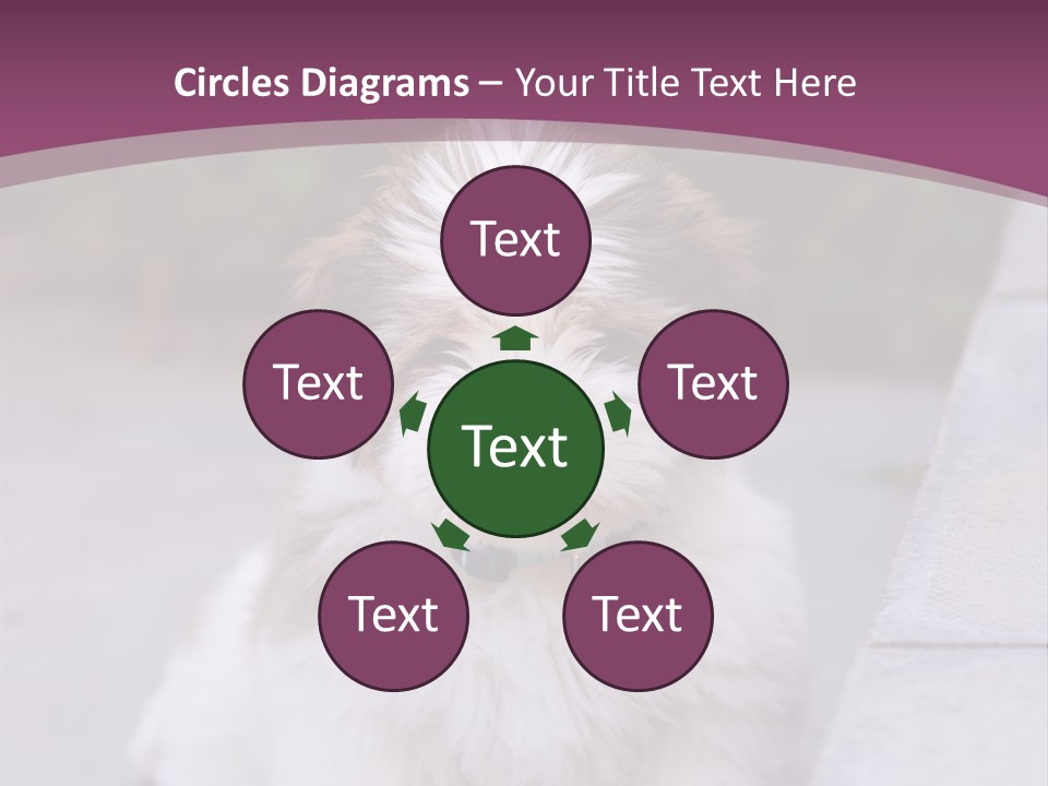 Pet Playful Apso PowerPoint Template