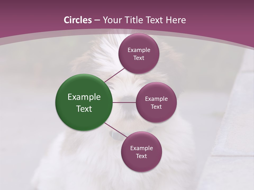 Pet Playful Apso PowerPoint Template