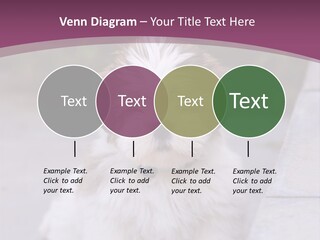 Pet Playful Apso PowerPoint Template