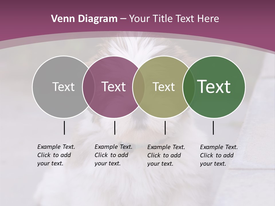 Pet Playful Apso PowerPoint Template