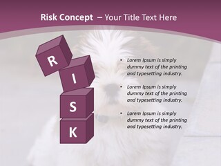 Pet Playful Apso PowerPoint Template