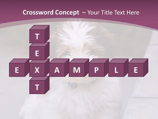 Pet Playful Apso PowerPoint Template