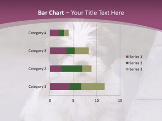 Pet Playful Apso PowerPoint Template