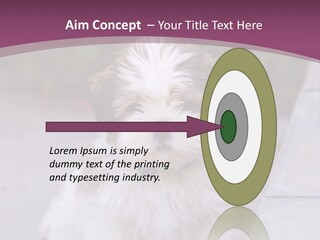 Pet Playful Apso PowerPoint Template