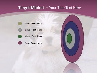 Pet Playful Apso PowerPoint Template