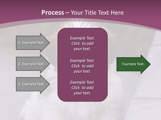 Pet Playful Apso PowerPoint Template