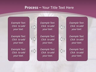 Pet Playful Apso PowerPoint Template