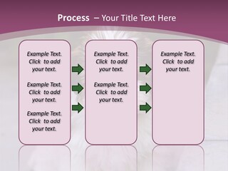 Pet Playful Apso PowerPoint Template