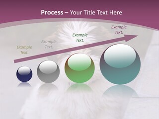 Pet Playful Apso PowerPoint Template