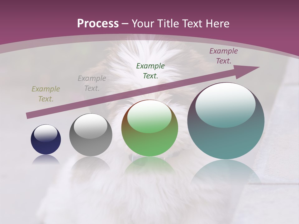 Pet Playful Apso PowerPoint Template