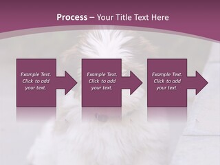 Pet Playful Apso PowerPoint Template